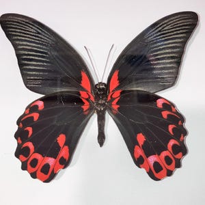 Scarlet Mormon butterfly - black framed.