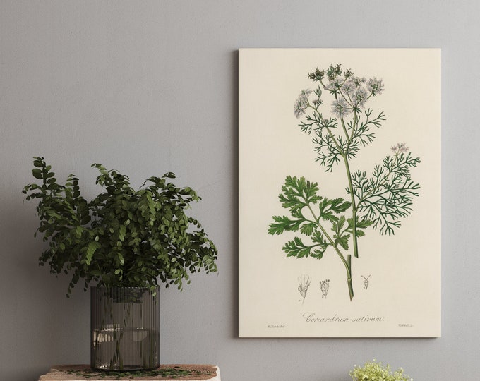 Canvas Prints , Herb Prints, Botanical Prints, Botanical Art, Botanical Print Set, Kitchen Art, Giclee, Art Prints, Herb 3Father's Day