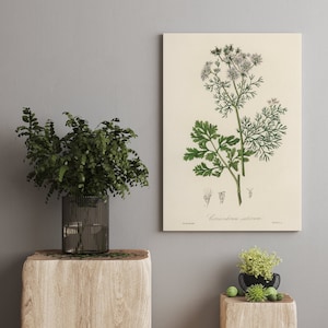 Leinwanddrucke, Kräuterdrucke, Botanische Drucke, Botanische Kunst, Botanisches Druckset, Küchenkunst, Giclée, Kunstdrucke, Kräuter 3Vatertag