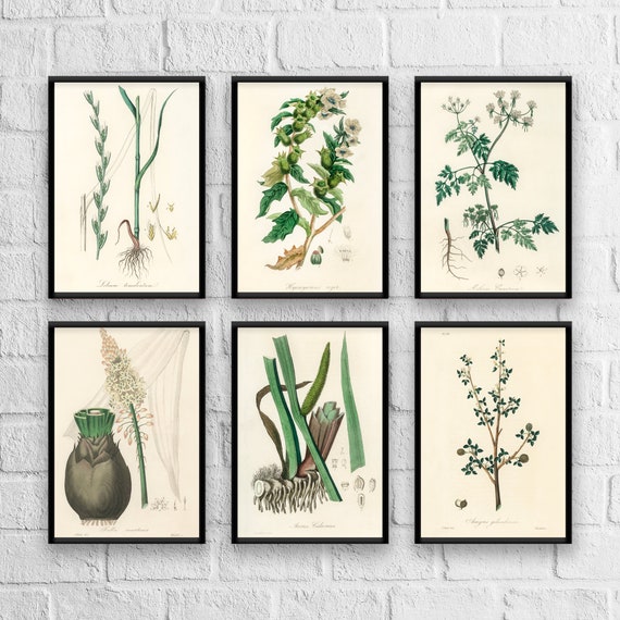 Antique Herb Botanical Art Prints: Kitchen Wall Decor