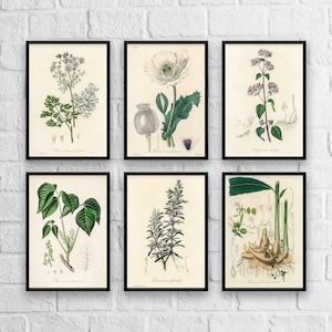 Antique Herbs Print Set No. 3, Herb Prints, Botanical Prints, Botanical Art, Botanical Print Set, Kitchen Art, Giclee  Christmas gift