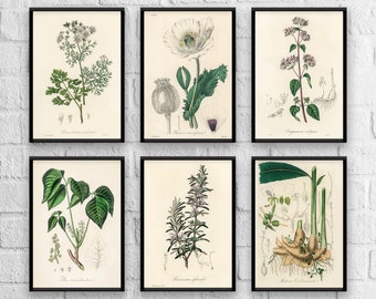 Antique Herb Botanical Print Set No. 3: Kitchen Wall Art