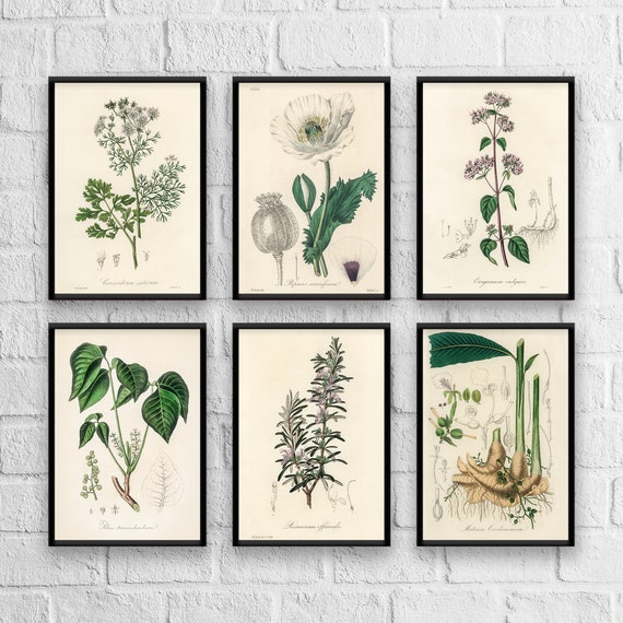 Antique Herb Botanical Print Set No. 3: Kitchen Wall Art