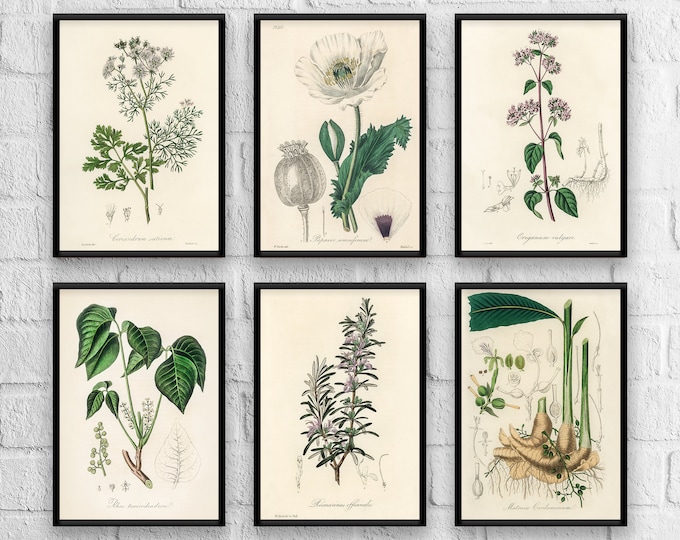 Antique Herbs Print Set No. 3, Herb Prints, Botanical Prints, Botanical Art, Botanical Print Set, Kitchen Art, Giclee  Christmas gift