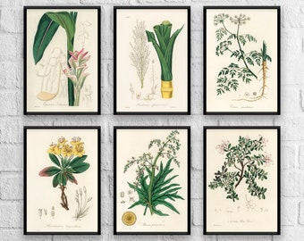 Antique Herbs Print Set No. 5, Herb Prints, Botanical Prints, Botanical Art, Botanical Print Set, Kitchen Art, Giclee, Art Prints, Herb