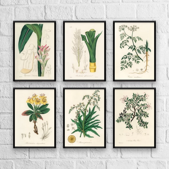 Antique Herb Botanical Print Set: Vintage Kitchen Art