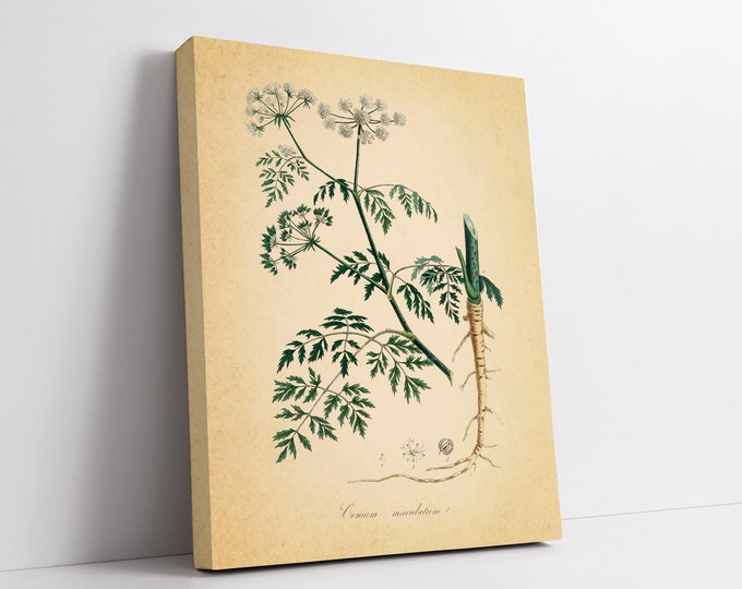 Canvas wall art prints for livingroom - Framed canvas birthday gift - Vintage Herb BotanicalFather's Day