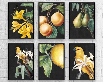 Antique Black Print Set, Herb Prints, Botanical Prints, Botanical Art, Botanical Print Set, Kitchen Art, Giclee, Art Prints, Herb