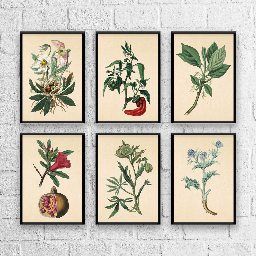 botanical herb prints set of 4 unframed botanical herb... Antique Herbs Print Set No. 7, Herb Prints, Botanical Prints, Botanical ...