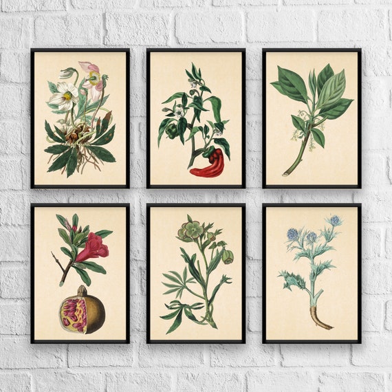 Antique Herb Print Set No. 7: Botanical Kitchen Art