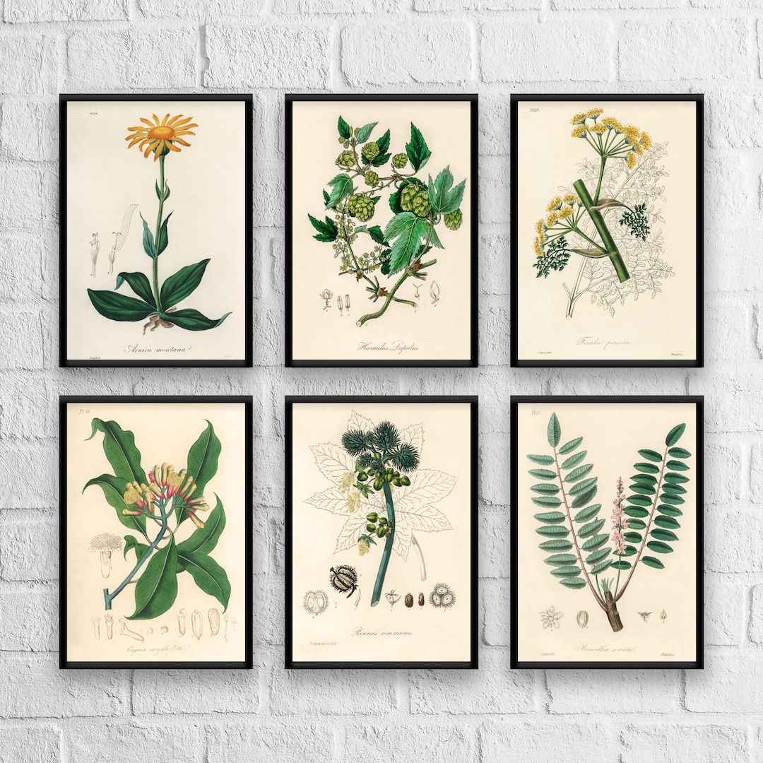 Antique Herb Botanical Print Set: Vintage Kitchen Art - Etsy UK