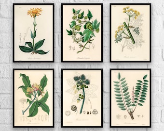 Antique Herbs Print Set No. 4, Herb Prints, Botanical Prints, Botanical Art, Botanical Print Set, Kitchen Art, Giclee, Art Prints, Herb