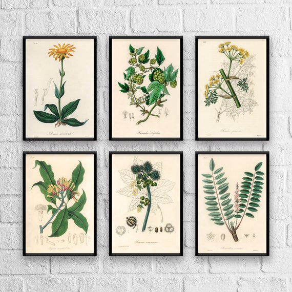 Antique Herb Botanical Print Set: Vintage Kitchen Art