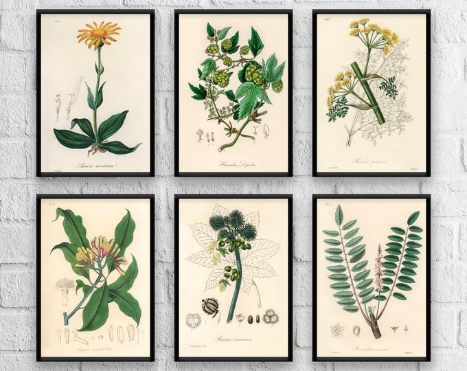 Antique Herbs Print Set No. 4, Herb Prints, Botanical Prints, Botanical Art, Botanical Print Set, Kitchen Art, Giclee, Art Prints, Herb