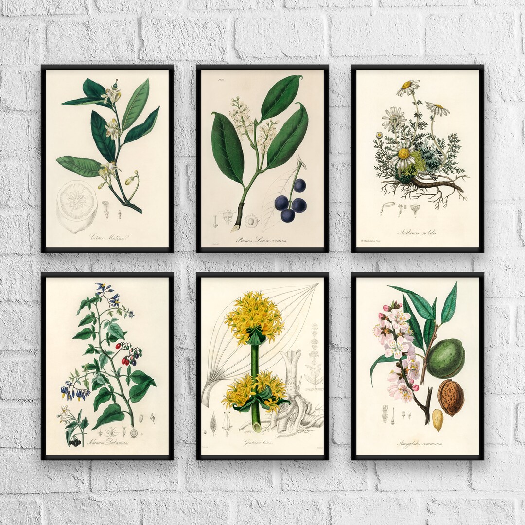 Antique Herb Prints Set No. 1: Botanical Kitchen Art, Giclee - Etsy