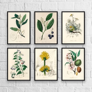 Antique Herbs Print Set No. 1, Herb Prints, Botanical Prints, Botanical Art, Botanical Print Set, Kitchen Art, Giclee, Art Prints, Herb