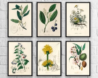 Antique Herb Prints Set No. 1: Botanical Kitchen Art, Giclee