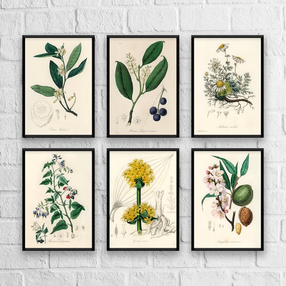 Antique Herb Prints Set No. 1: Botanical Kitchen Art, Giclee