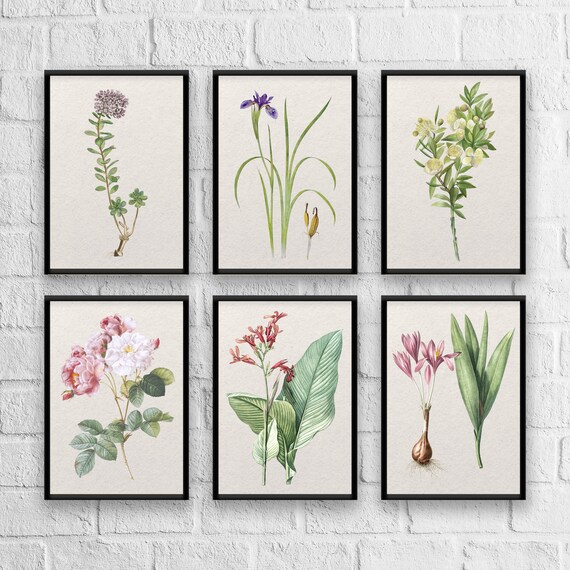 Antique Herb Botanical Print Set: Kitchen Wall Art