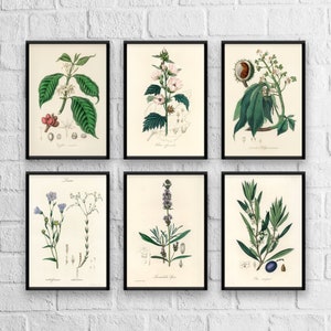 Antique Herbs Print Set No. 2, Herb Prints, Botanical Prints, Botanical Art, Botanical Print Set, Kitchen Art, Giclee  Christmas gift