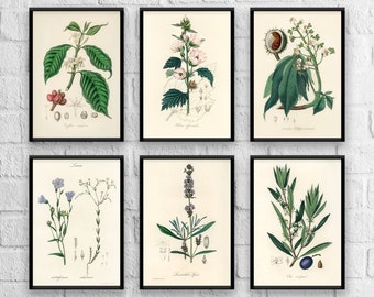 Antique Herb Botanical Print Set No. 2: Kitchen Art