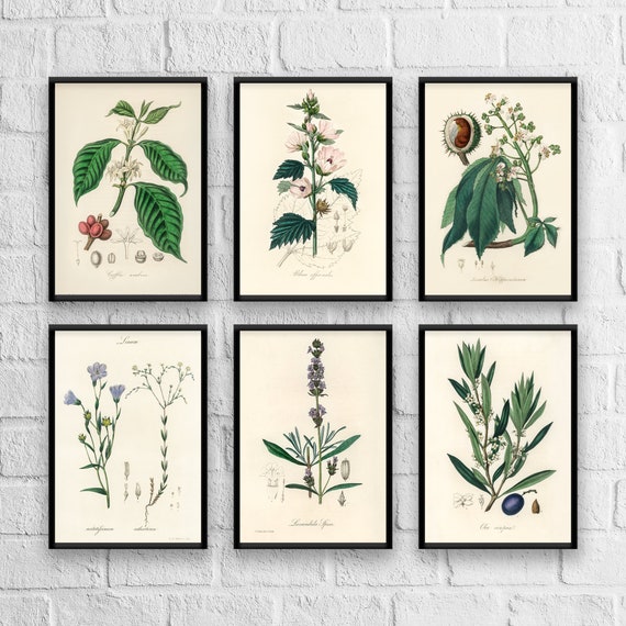 Antique Herb Botanical Print Set No. 2: Kitchen Art