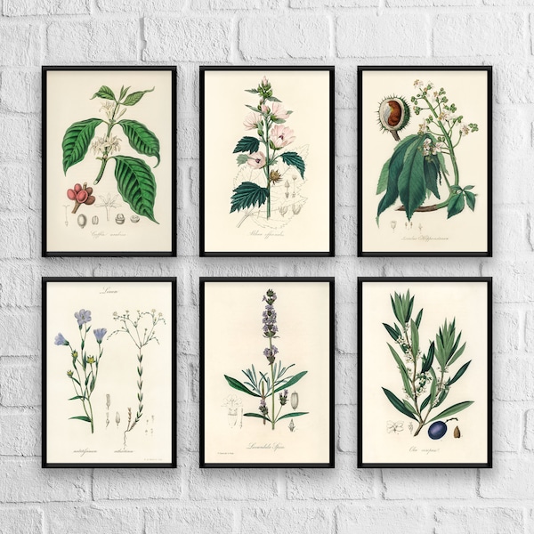 Antique Herbs Print Set No. 2, Herb Prints, Botanical Prints, Botanical Art, Botanical Print Set, Kitchen Art, Giclee  Christmas gift