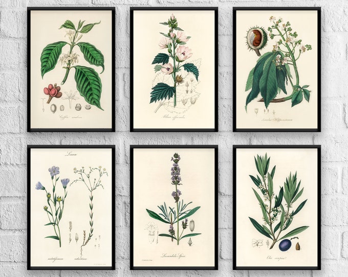 Antique Herbs Print Set No. 2, Herb Prints, Botanical Prints, Botanical Art, Botanical Print Set, Kitchen Art, GicleeFather's Day