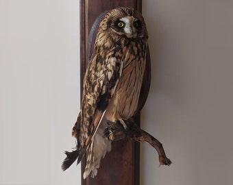 real stuffed owl