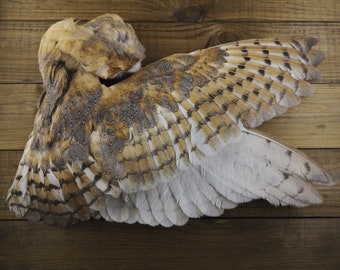 Owl Feathers Etsy