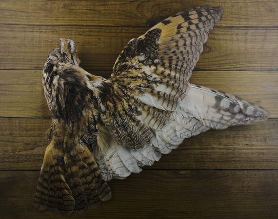 real stuffed owl