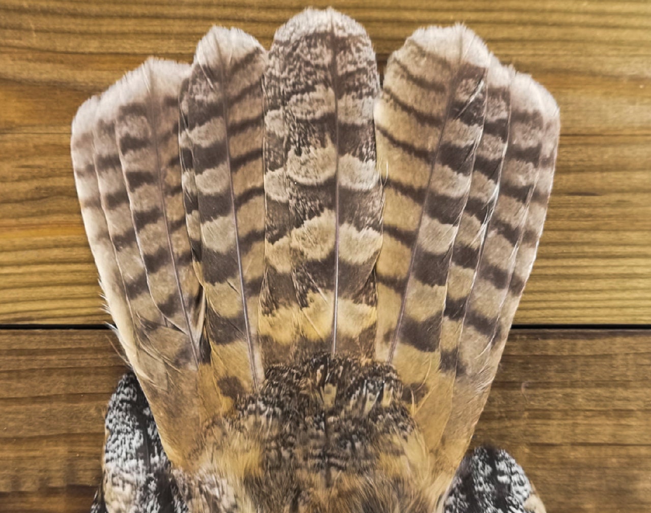 Eared owl wings. Eared owl taxidermy. Real eared owl wings. | Etsy