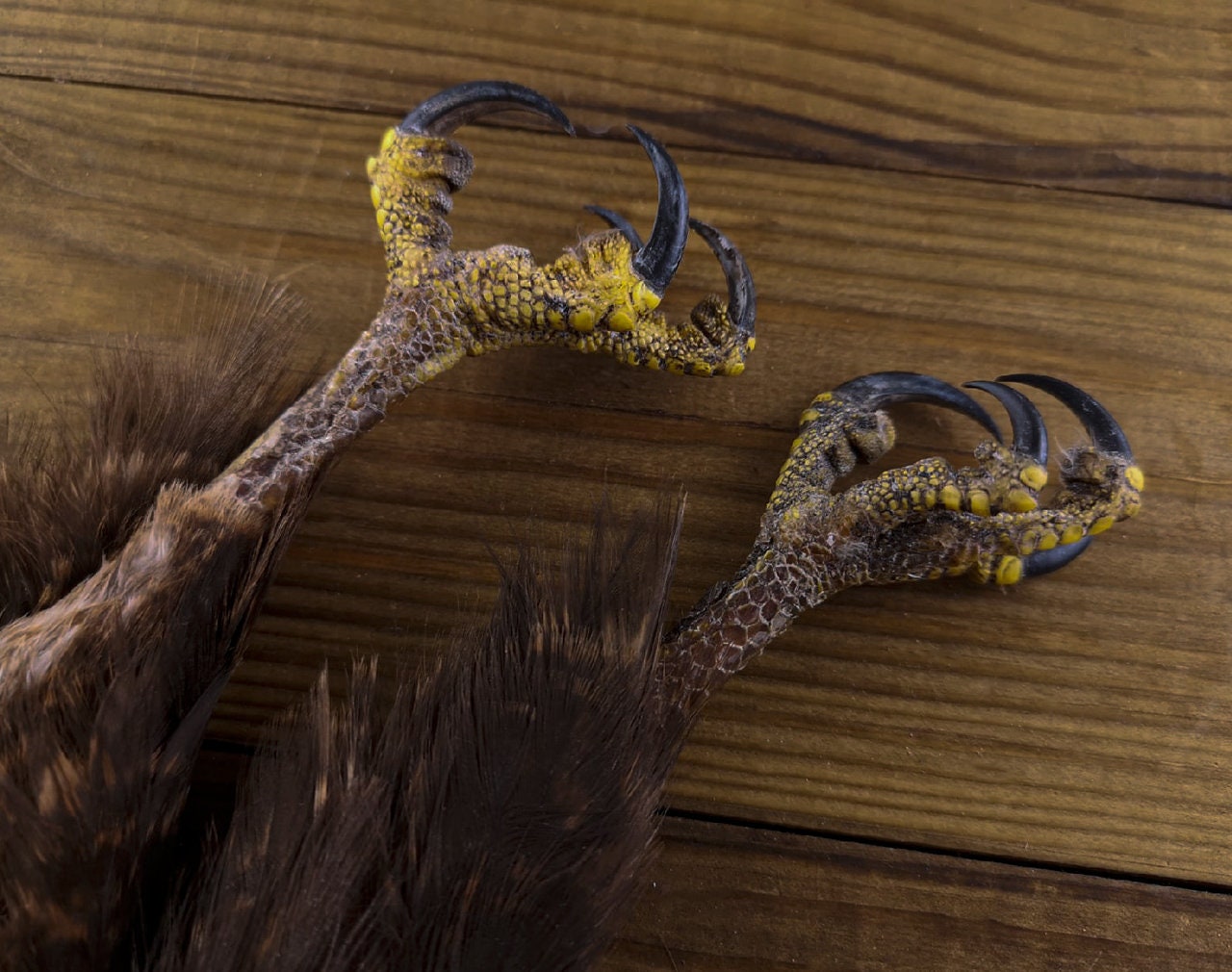 Kite claws. Kite taxidermy. Real kite claws taxidermy Etsy