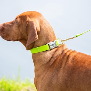 May include: A brown dog wearing a bright neon green collar and leash. The collar has a silver buckle with the name "MAX" engraved. The dog is outdoors with a light blue background.