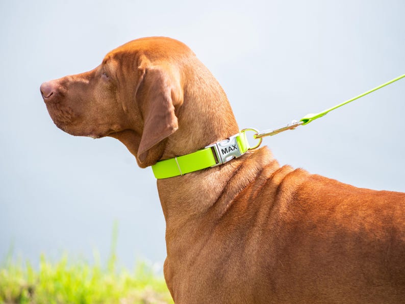 May include: A brown dog wearing a bright neon green collar and leash. The collar has a silver buckle with the name "MAX" engraved. The dog is outdoors with a light blue background.