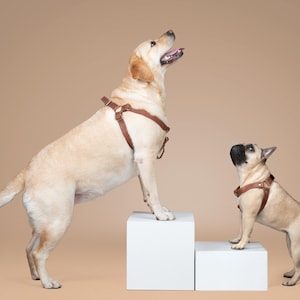 Puede incluir: Dos perros con arneses marrones est&aacute;n de pie sobre bloques blancos contra un fondo beige. Un perro grande y de color claro est&aacute; de pie sobre un bloque m&aacute;s alto, mirando hacia arriba. Un perro m&aacute;s peque&ntilde;o est&aacute; de pie sobre un bloque inferior, tambi&eacute;n mirando hacia arriba.