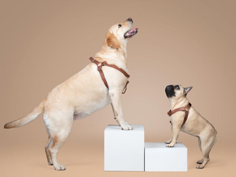 Puede incluir: Dos perros con arneses marrones est&aacute;n de pie sobre bloques blancos contra un fondo beige. Un perro grande y de color claro est&aacute; de pie sobre un bloque m&aacute;s alto, mirando hacia arriba. Un perro m&aacute;s peque&ntilde;o est&aacute; de pie sobre un bloque inferior, tambi&eacute;n mirando hacia arriba.