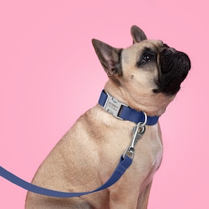 Puede incluir: Un bulldog franc&eacute;s marr&oacute;n y negro con un collar y correa azul marino sobre un fondo rosa. El collar tiene una hebilla plateada con el nombre "BOBBY" grabado. La correa est&aacute; sujeta con un cierre plateado.