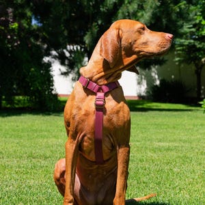 Personalized Dog Harness, Leather Chest Harness, Leather Dog Harness, Gifts for pets, Adjustable Dog Harness, Rustic Hardware Dog Accessory