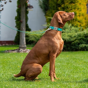 Puede incluir: Un perro marr&oacute;n con un collar y correa turquesa est&aacute; sentado sobre hierba verde. El perro est&aacute; mirando hacia arriba. El fondo incluye arbustos verdes, un &aacute;rbol y un edificio blanco.