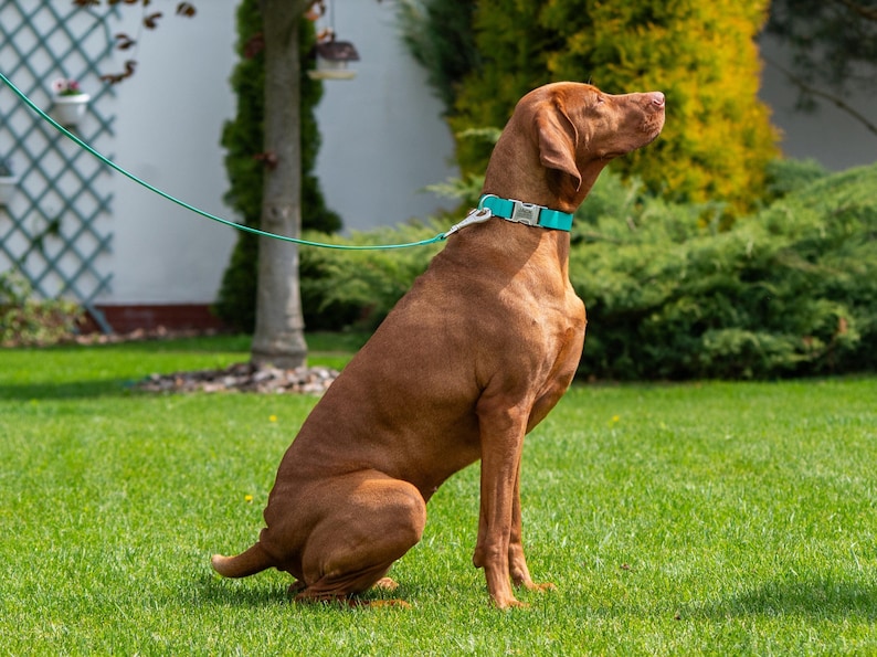 Puede incluir: Un perro marr&oacute;n con un collar y correa turquesa est&aacute; sentado sobre hierba verde. El perro est&aacute; mirando hacia arriba. El fondo incluye arbustos verdes, un &aacute;rbol y un edificio blanco.