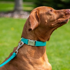 May include: A brown dog wearing a teal collar and leash, with a metal nameplate that reads "JACK" and a phone number. The dog is outdoors on a sunny day, with green grass in the background.