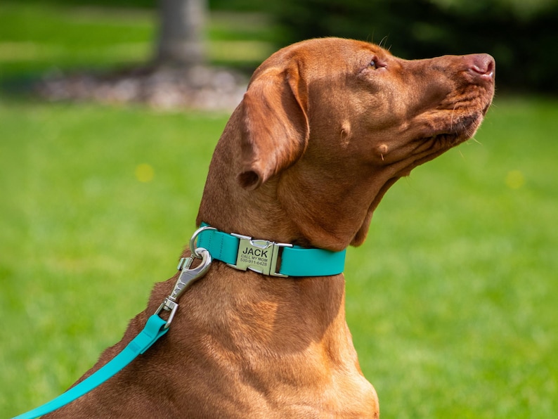 Puede incluir: Un perro marr&oacute;n con un collar y correa turquesa, con una placa met&aacute;lica con el nombre "JACK" y un n&uacute;mero de tel&eacute;fono. El perro est&aacute; al aire libre en un d&iacute;a soleado, con hierba verde en el fondo.
