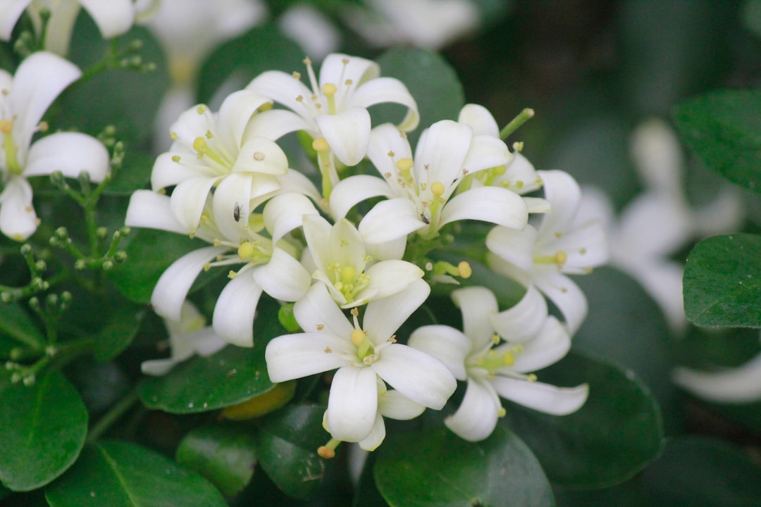 Dwarf Orange Jasmine Plant Orange Jasmine Plant Etsy