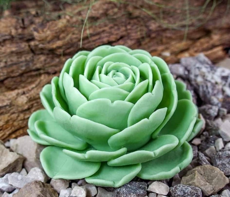 May include: A green succulent plant shaped like a rose, with many layers of petals. The succulent is sitting on a bed of small gray rocks.