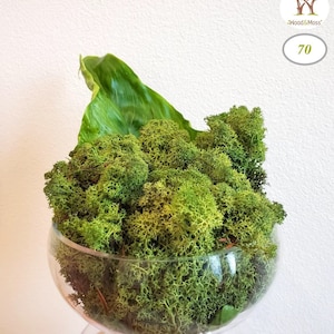 Musgo de reno verde natural: líquenes preservados, decoración de terrarios