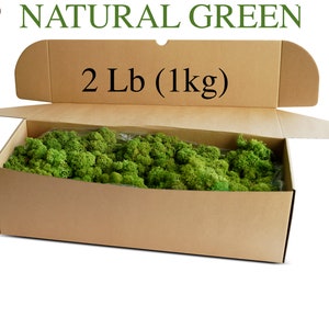 Wholesale Preserved  Reindeer Lichen Moss, Natural Green Art Wall Decor, Florist Wedding DIY,Christmas Wreath, Easter Decor, Terrariums