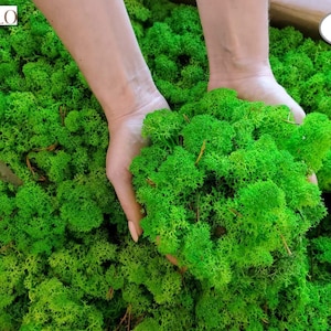 Puede incluir: Una gran cantidad de musgo de reno preservado de color verde vibrante con una textura densa, ramificada y esponjosa. El musgo está empaquetado en un contenedor, con algunas piezas que presentan pequeñas agujas de pino marrones incrustadas.