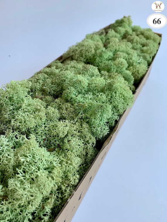 Mousse De Renne Stabilisée 200g - 5 Couleurs Naturelles Pour Décoration Et Art Floral