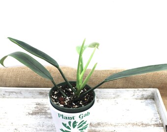 Hastatum Narrow Etsy